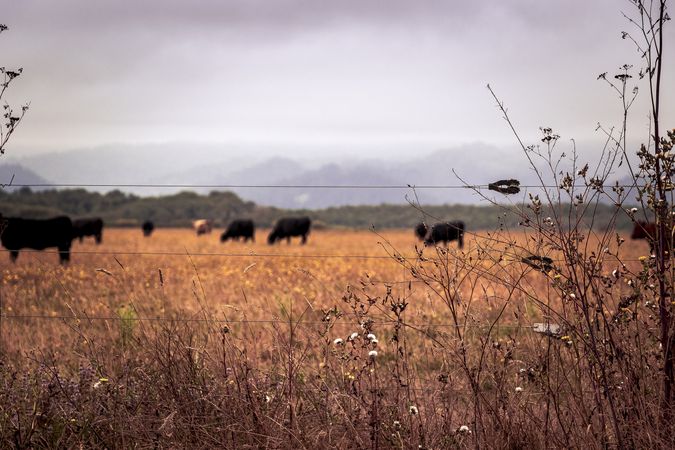 Cows craving behind fence on cloudy day