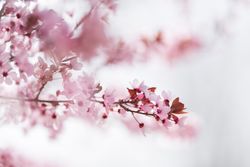 Blooming cherry tree branch in countryside