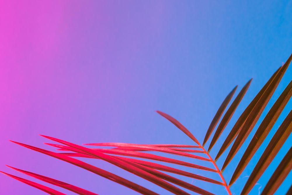 Palm leaf lit in bold neon  colors, on gradient blue to pink background