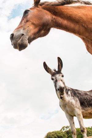from below view of crop brown horse head and donkey in a cloudy background