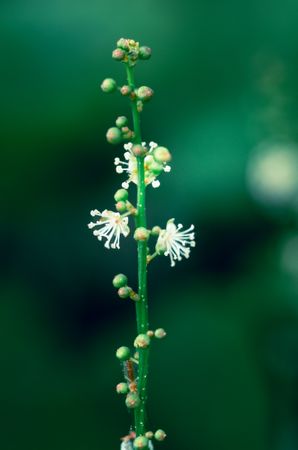 the delicate beauty of a grass flower, showcasing its slender, feathery petals and intricate structure