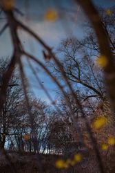 Branches and a forest in the fall, vertical