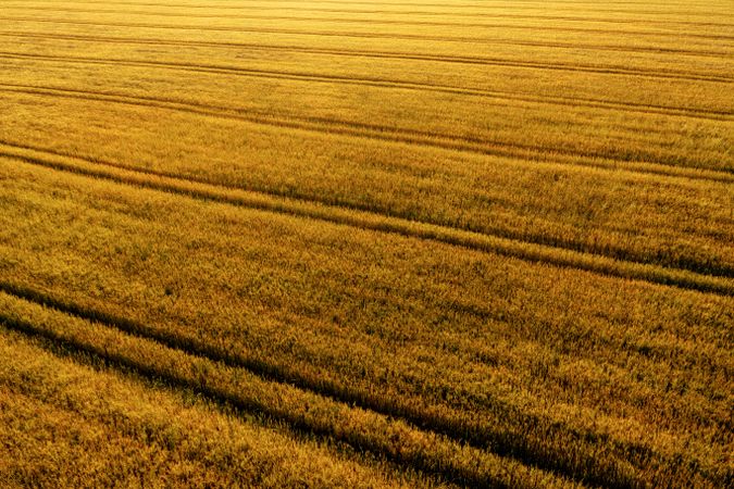 Wheat field at sunrise, drone aerial view