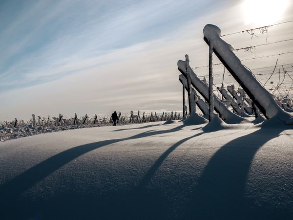 Alsace vineyards under heavy snow on a sunny winter day. Details and top view.