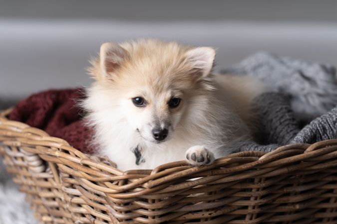 Cute pomeranian dog in basket