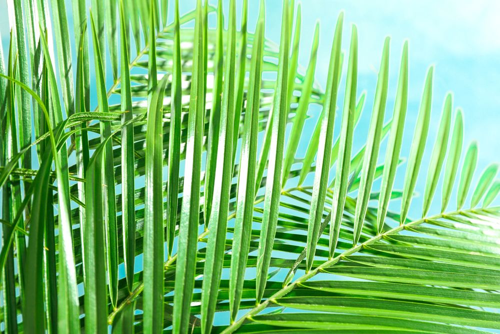 Beautiful palm leaves on light background, closeup. Exotic plant