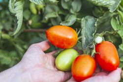 Shiny red tomatoes on green bunch in hands