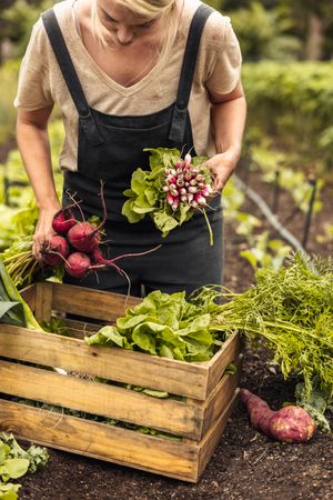 Young female farmer arranging fresh beets and radishes into a crate in her vegetable garden