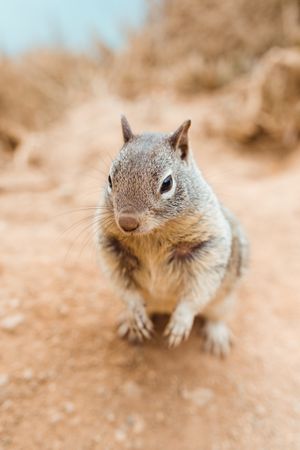 Fluffy adorable gopher on dry seashore in Big Sur , California