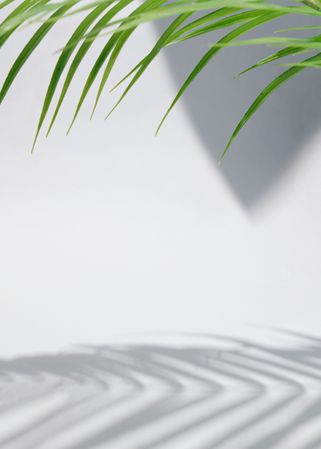 Palm leaf and shadow on grey background