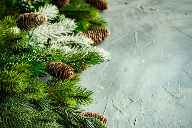Wintry branch and pine cones on grey background with copy space