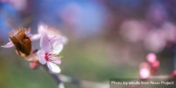 Close up of cherry blossom on branch with blurred background 5Qymg5