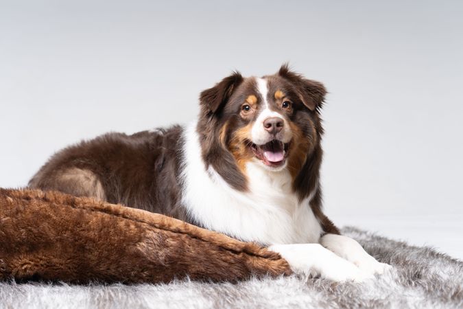 Portrait of cute brown Australian shepherd lying on pet bed