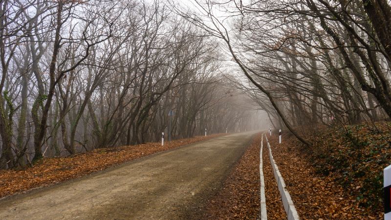 Fog in a fall forest