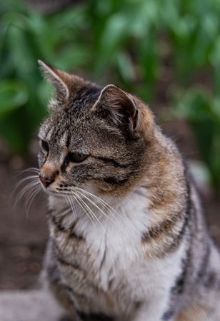 Cute homeless kitten in the park