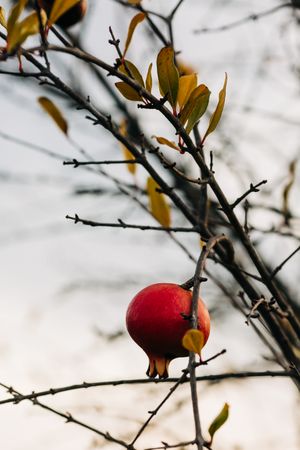 Pomegranate on autumn tree in garden