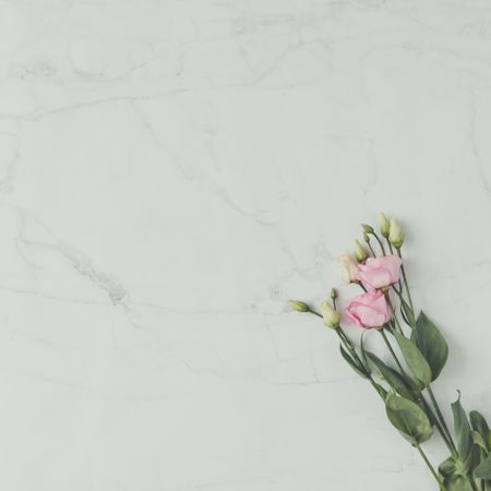 Pink flowers on marble background