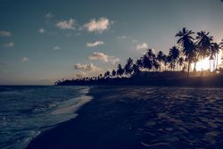 Sea with palms on beach in sunset