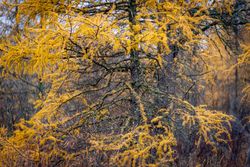 Yellow leaves on autumnal tree