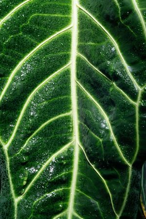 Textured wet huge leaf