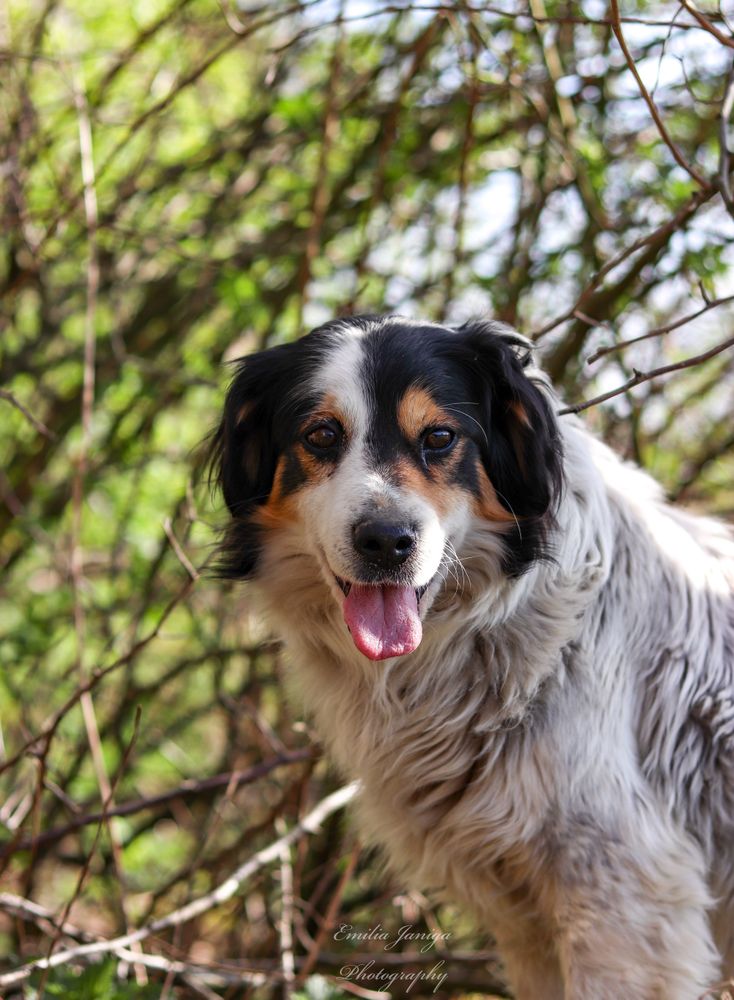 Australian shepherd dog beside tree