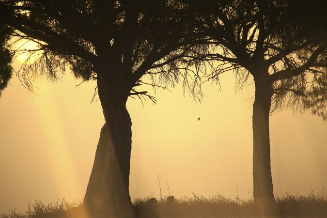 Defocused trees in sunset valley