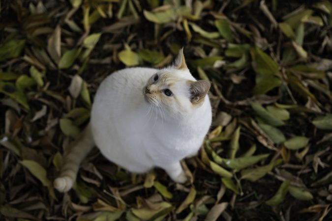 Cute cat in field