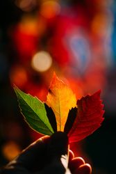 Person holding autumn leaves in hand in sunlight