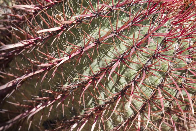 The Biznaga Cactus Detail