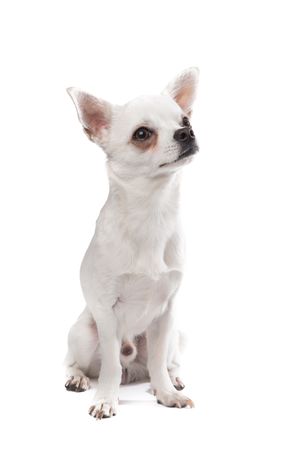 chihuahua male dog isolated on a studio background