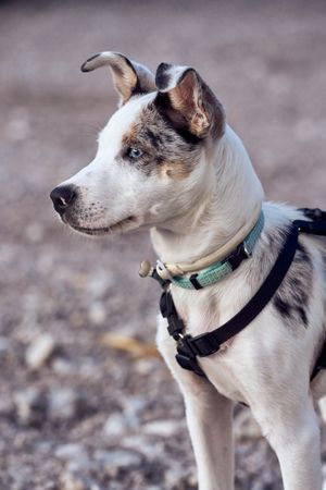 Border collie puppy with blue eyes staring at another dog