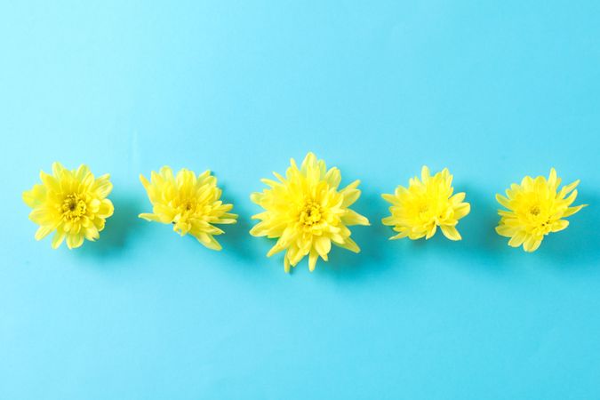 Flat lay. Yellow chrysanthemums on blue background, copy space
