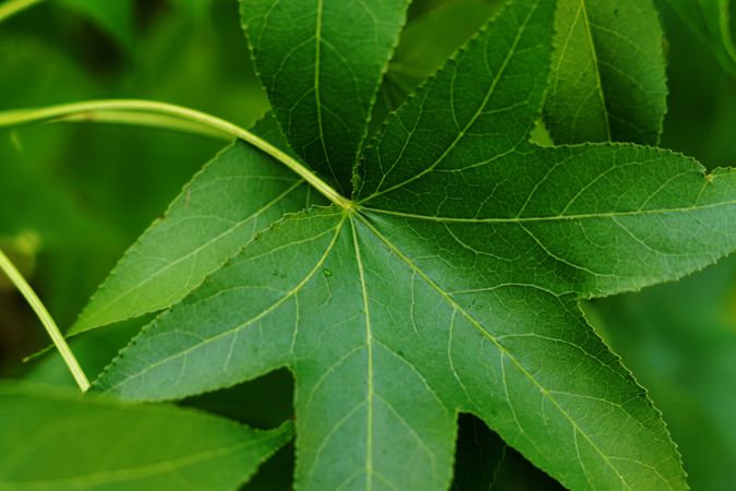 close up of fresh green foliage