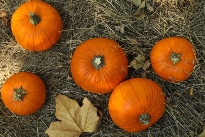 Autumn concept with pumpkins and leaf outdoor