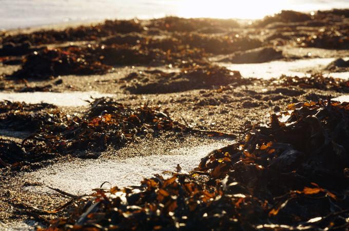 Seaweed on wet sand on beach