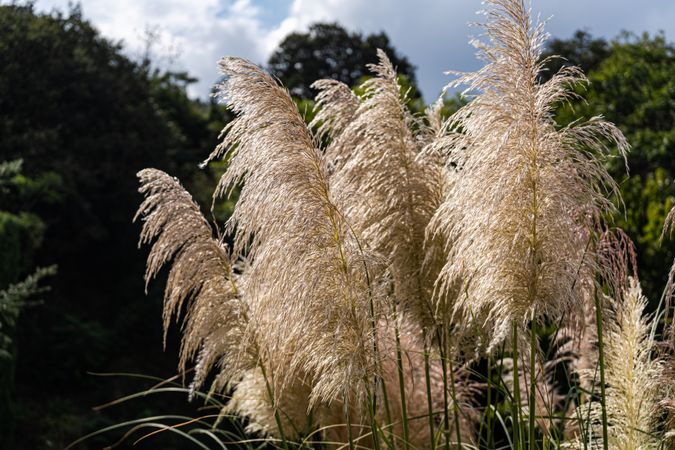 Cortaderia selloana or pampas grass outdoor