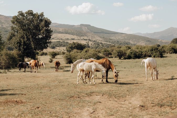 albino foals in nature