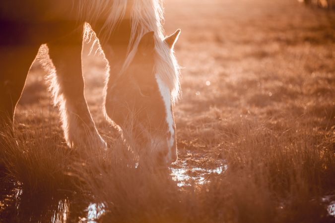 Wild horses pasturing on field near water