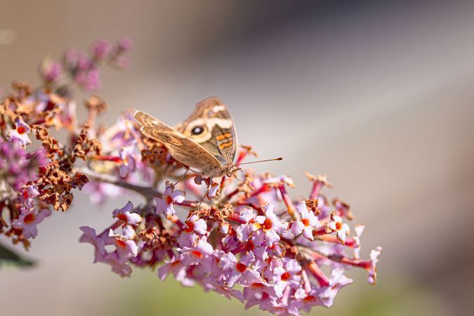 Common buckeye butterfly on delicate pink flowers