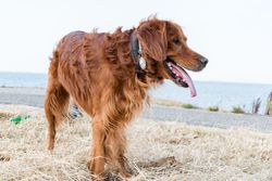 Golden retriever near seaside