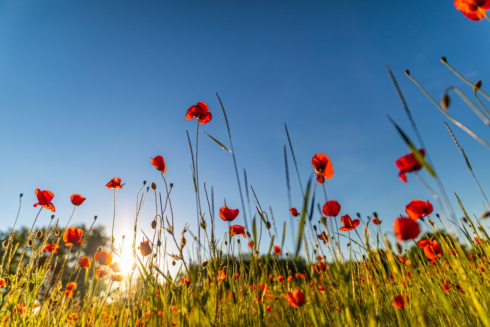 Shot looking up at poppies in a field on a sunny day