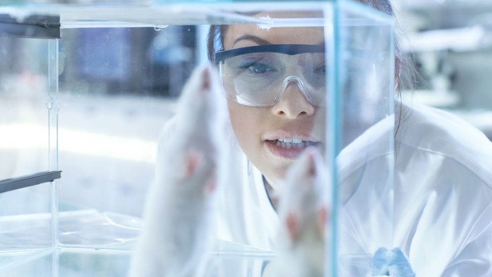 Medical Research Scientists Examines Laboratory Mice kept in a Glass Cage.