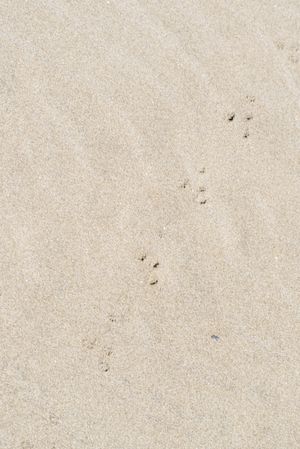 Sand texture background with wave pattern and bird trails