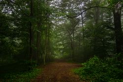 Misty morning in lush forest