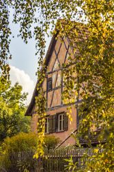 German house saw through birch branches