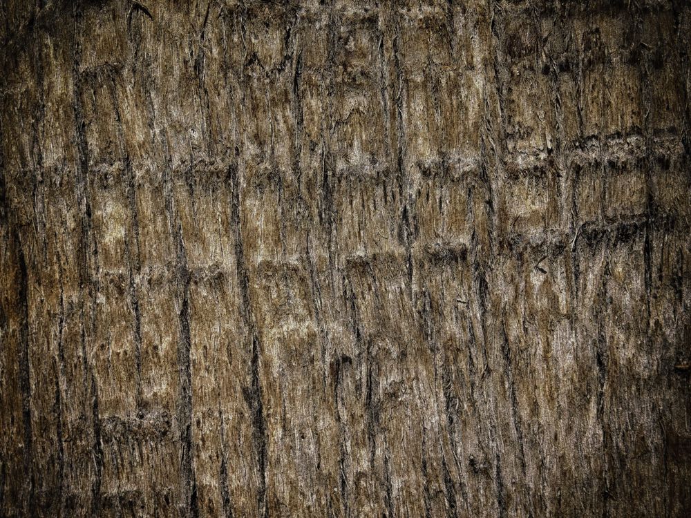 Dark Wood Texture In The Garden