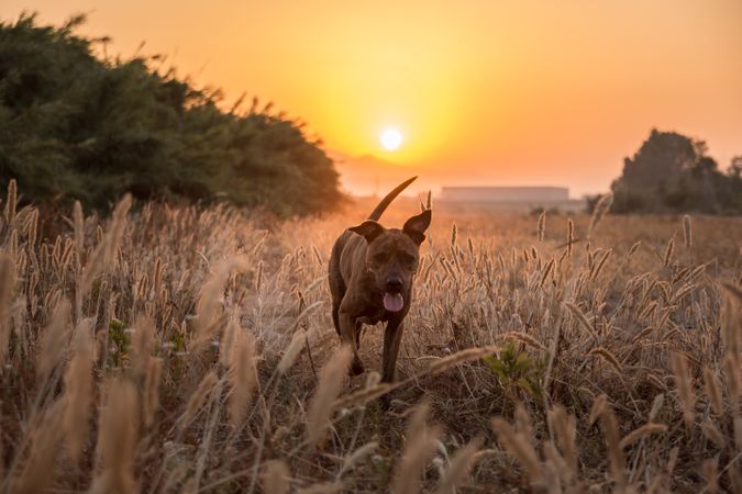 Dog running free off lead on field