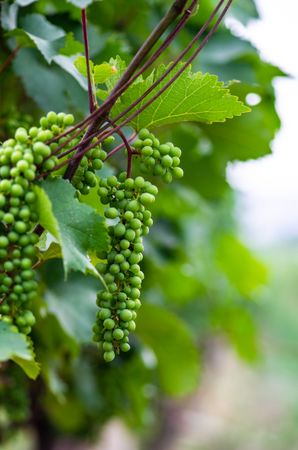 Fresh vineyard in Georgia