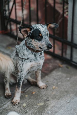 Serious mixed breed dog sitting on ground