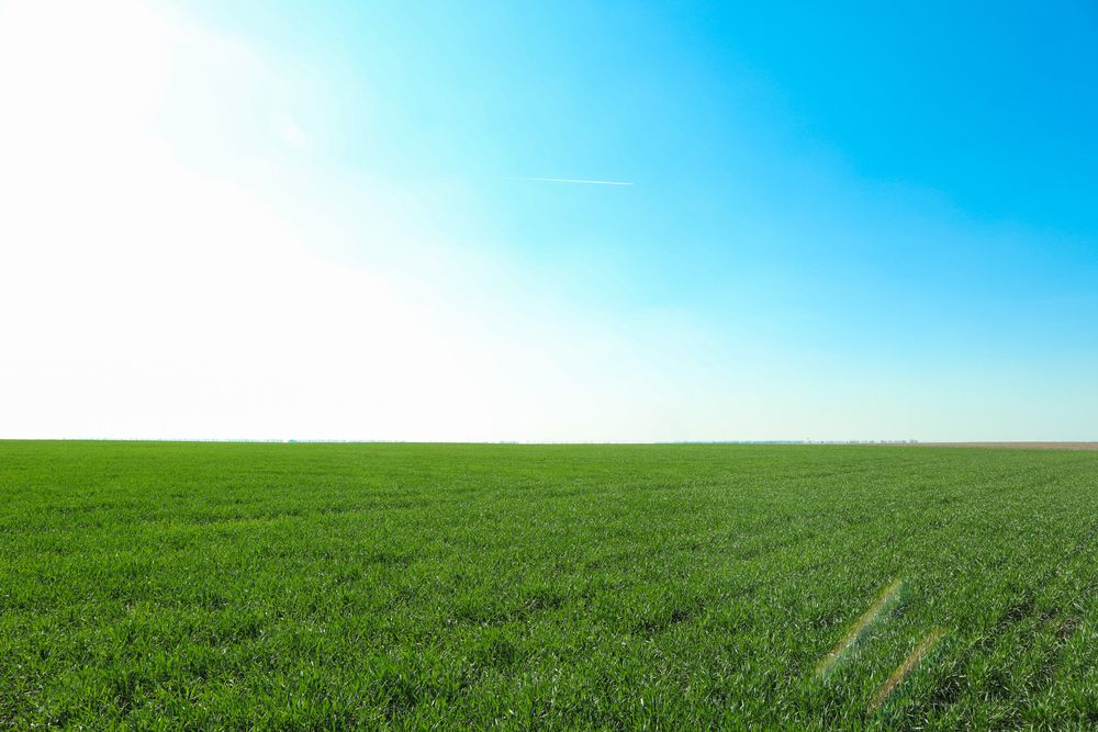 Green grass field, space for text. Beautiful spring greenery